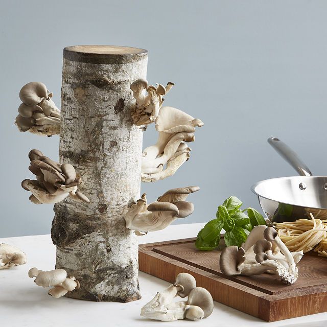 Oyster Mushroom Log Kit | UncommonGoods