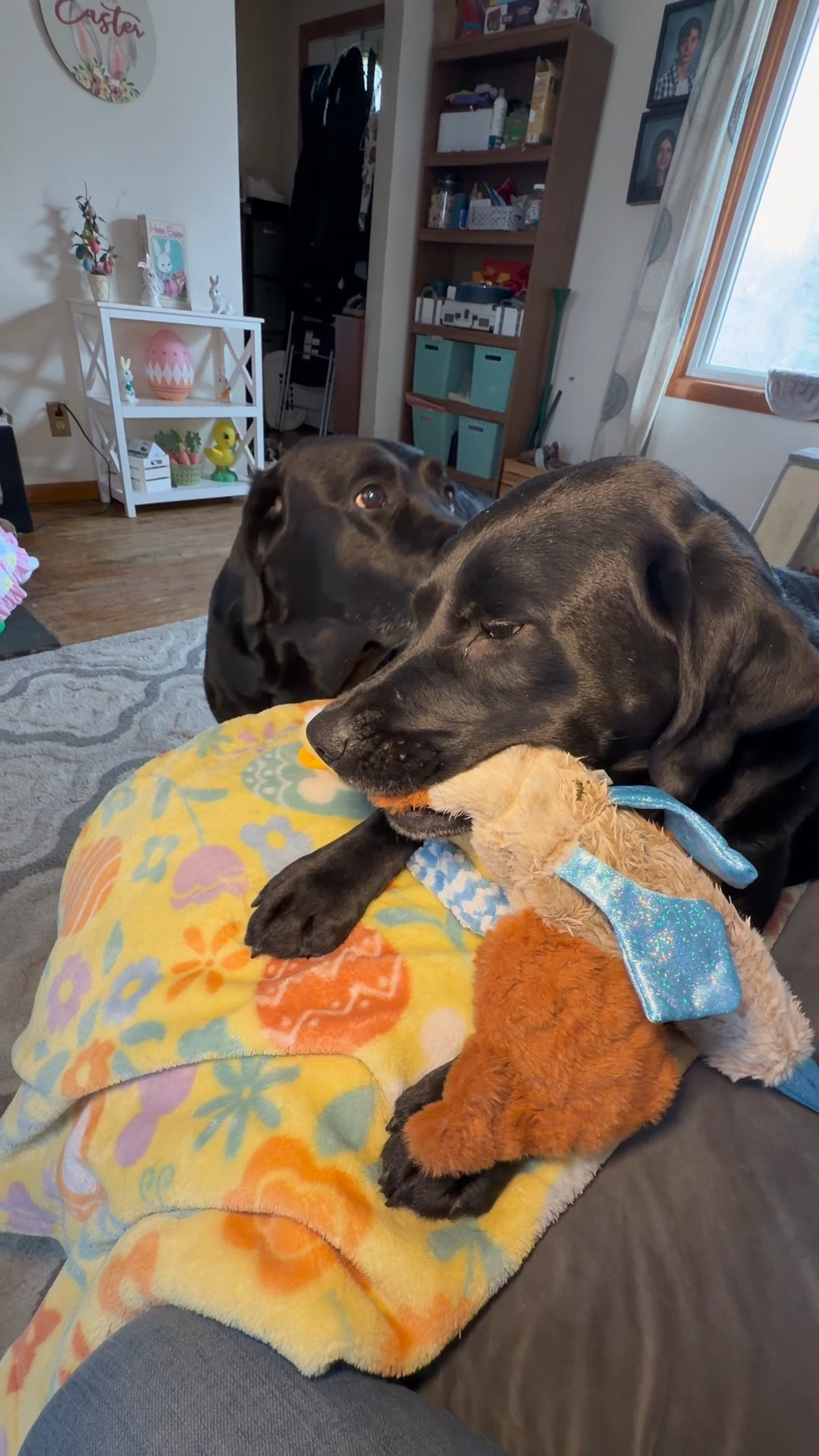 These are the only dog toys I’ve found that don’t leave stuffing all over my house 🙌

I got this bundle for my dogs and it was literally like Christmas for them… Stella immediately chose the bird and wouldn’t let it go 😂

they have crinkle + squeaker inside so they still love them, just without the mess

#LTKstorytime #LTKvlog #LTKHome