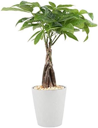 Costa Farms Money Tree Pachira, Medium Ships in Premium Ceramic Planter, 16-Inches Tall, Gift | Amazon (US)