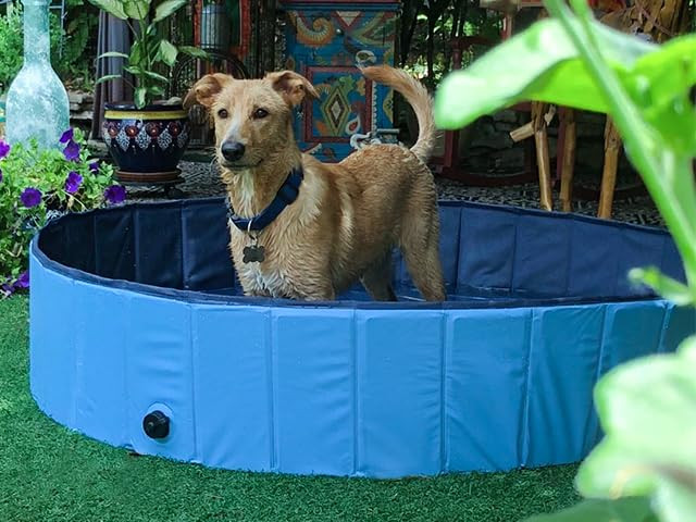 Jasonwell Foldable Dog Pet Bath Pool Collapsible Dog Pet Pool Bathing Tub Kiddie Pool for Dogs Cats  | Amazon (US)