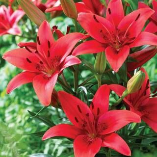 VAN ZYVERDEN Lilies Asiatic Red Sensation Bulbs (Set of 7)-832231 - The Home Depot | The Home Depot
