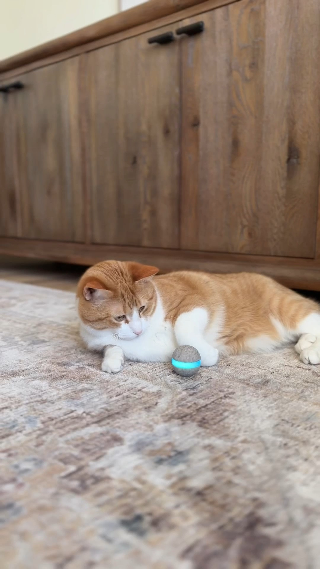 Our cats have been loving their new toy! 