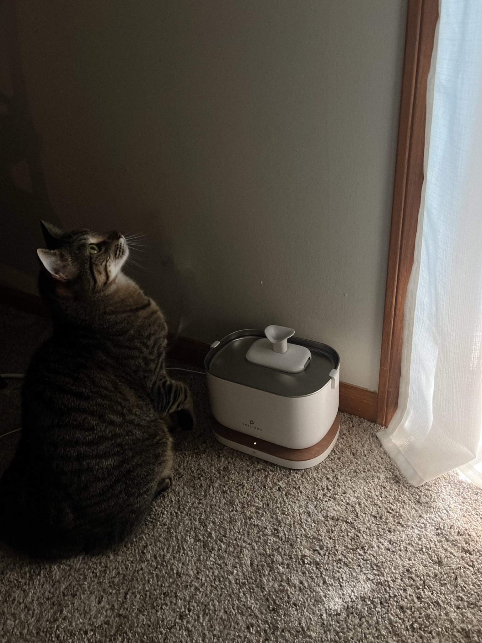 Petlibro smart water fountainn