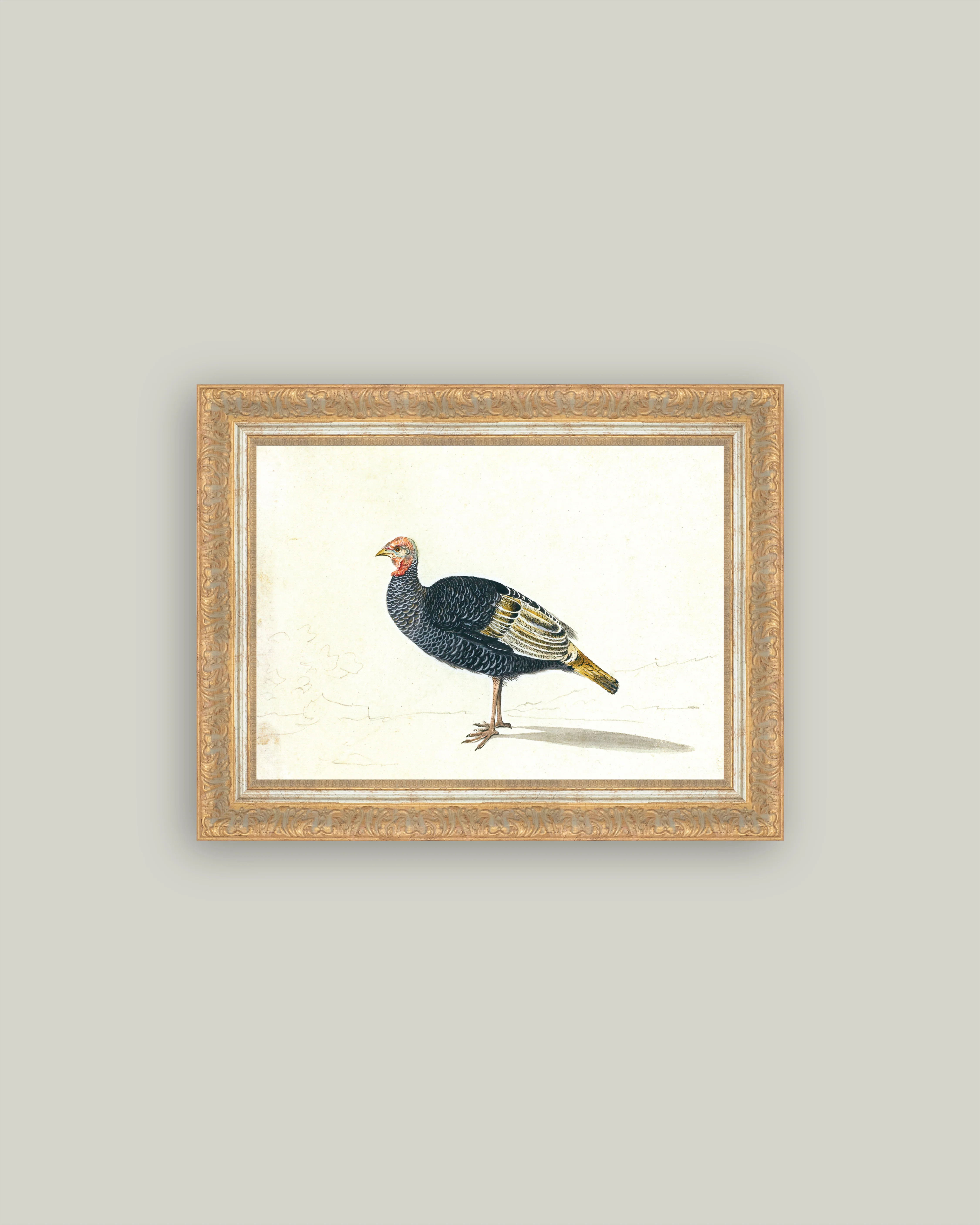Study of Black Turkey Hen | Petal Lane