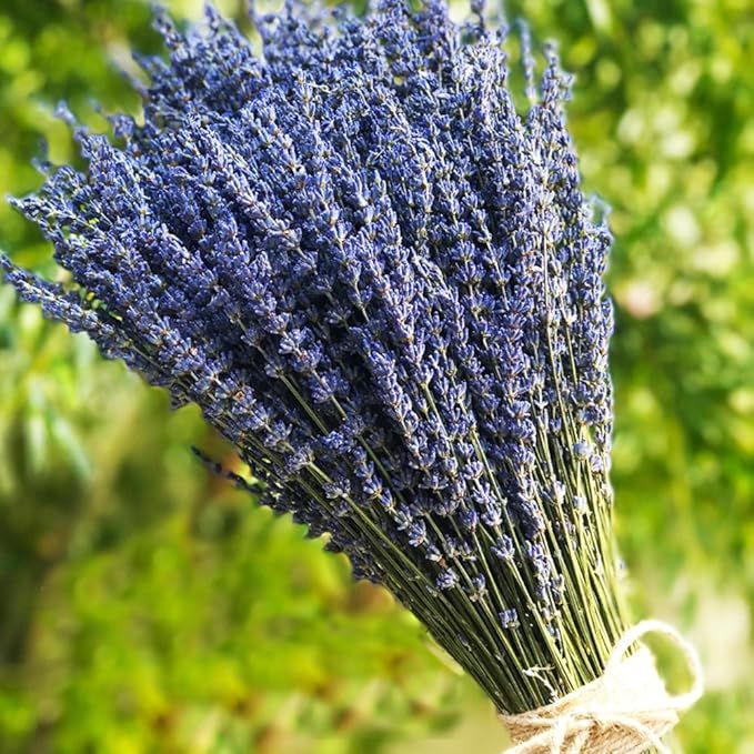 TooGet Lavender Dried Ultra Blue Bundles 100+ Stems (16" - 18" Long) for Home Decor, Crafts, Gift... | Amazon (US)