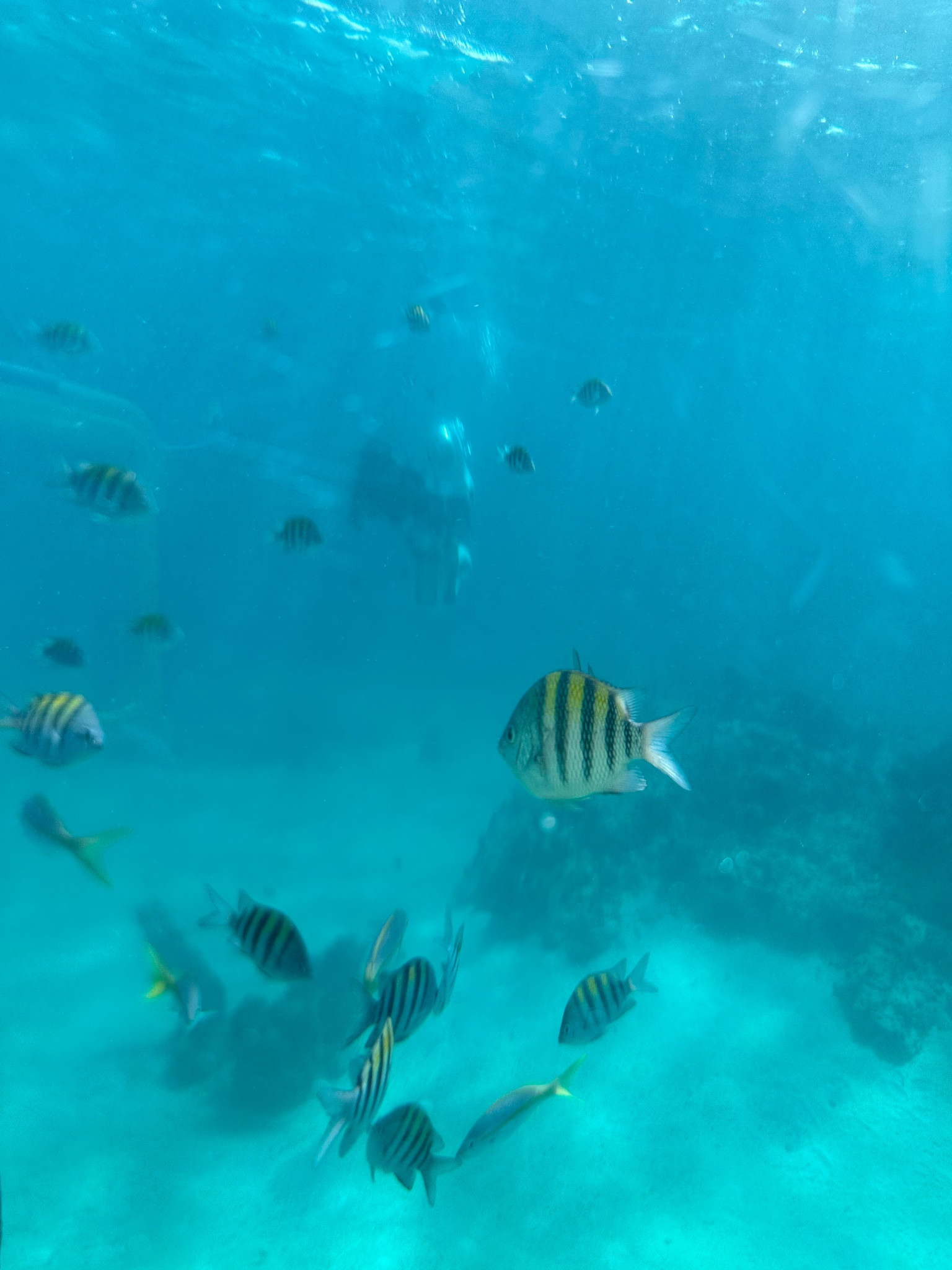 Best underwater case for vacation 

#LTKSummerSales #LTKTravel #LTKSwim