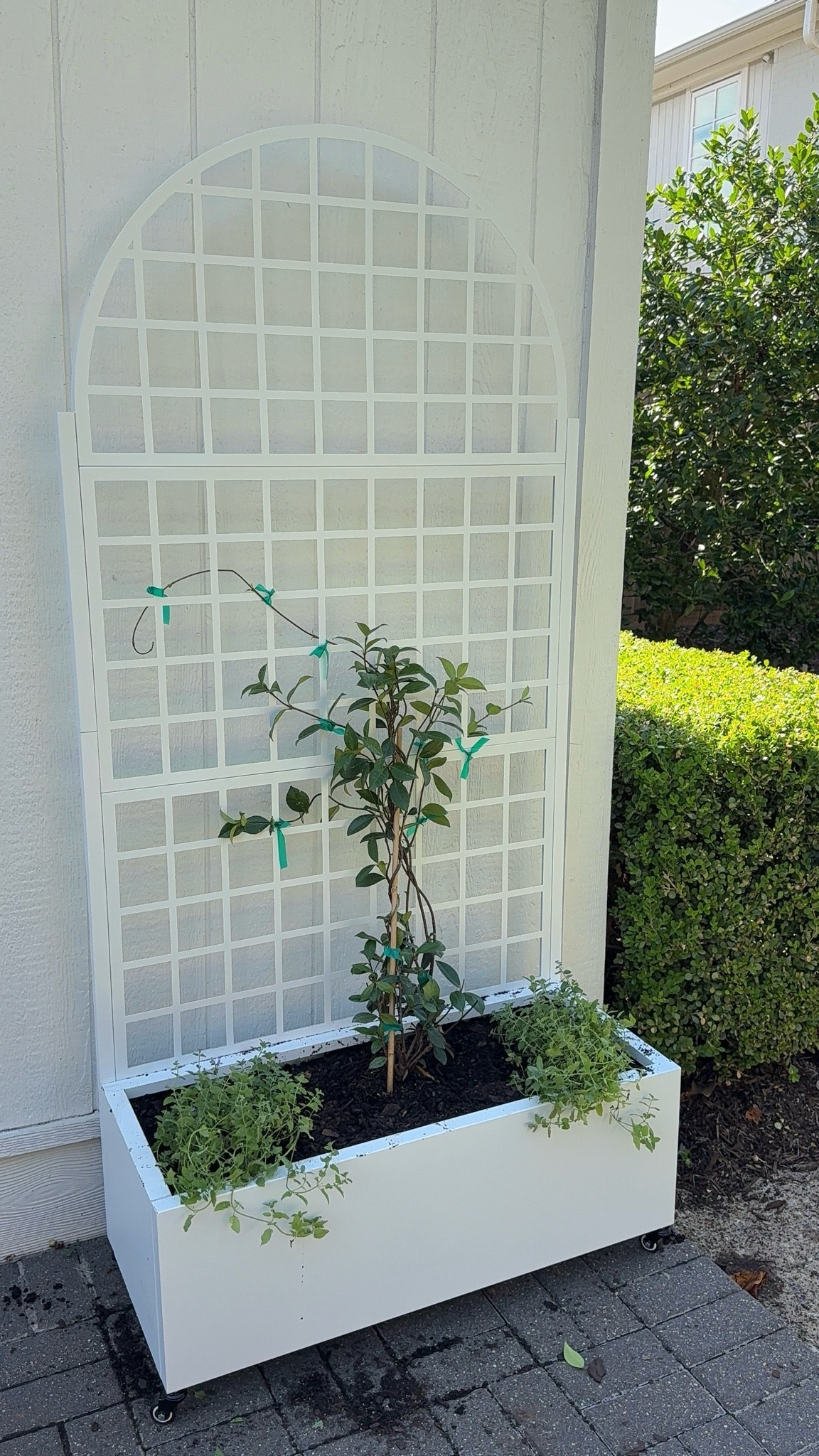 #ad This trellis & planter combo from @Wayfair was the perfect way to finally incorporate star jasmine and some catmint into my garden! Linking it in my @LTK along with some of my other garden favorites 🌱🤍 #wayfair #wayfairpartner #wishyouwerehere #outdoor

#LTKSeasonal #LTKHome #LTKvlog