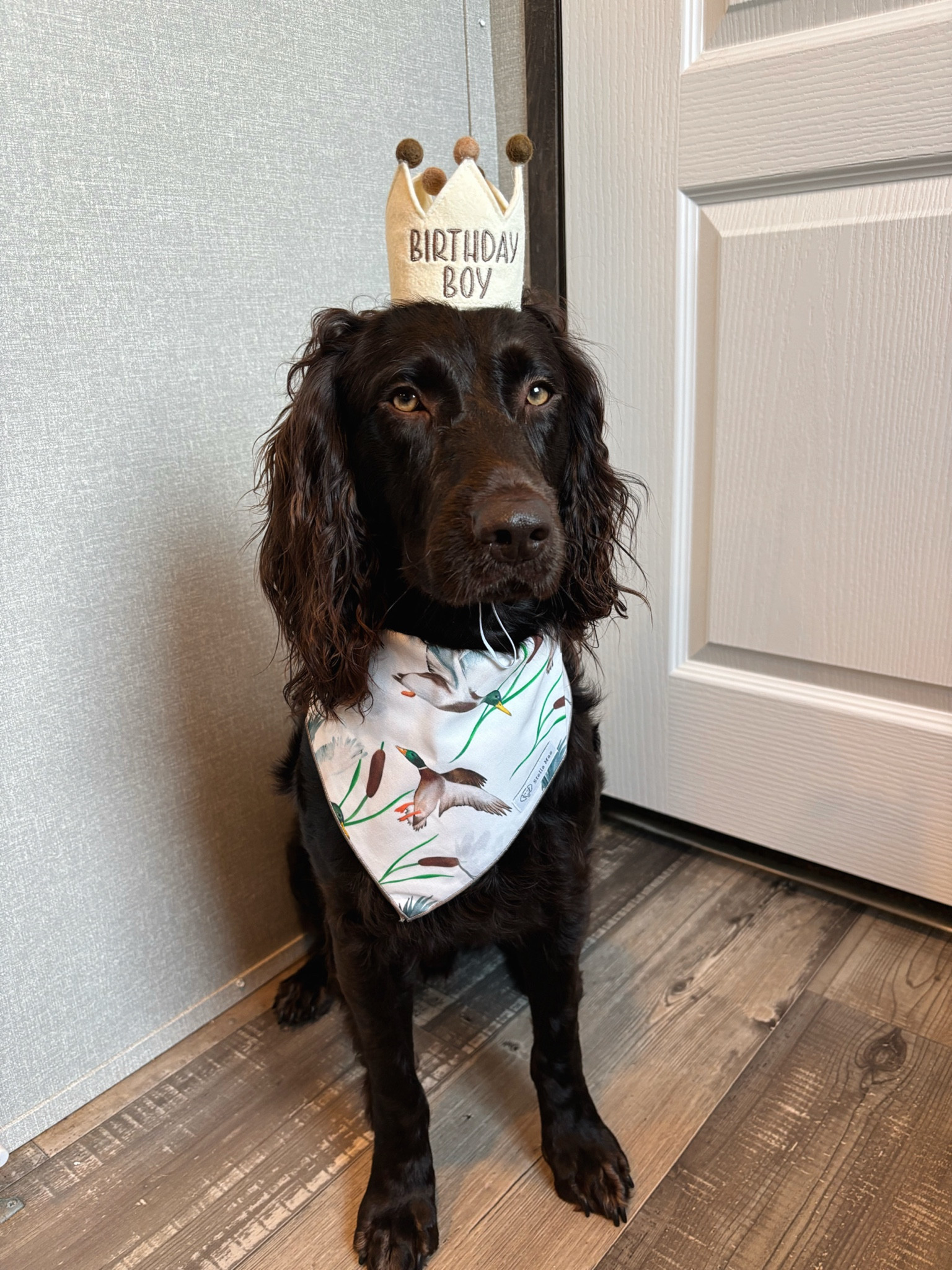 DOG BIRTHDAY BANDANA AND HAT!!🤎🦆 