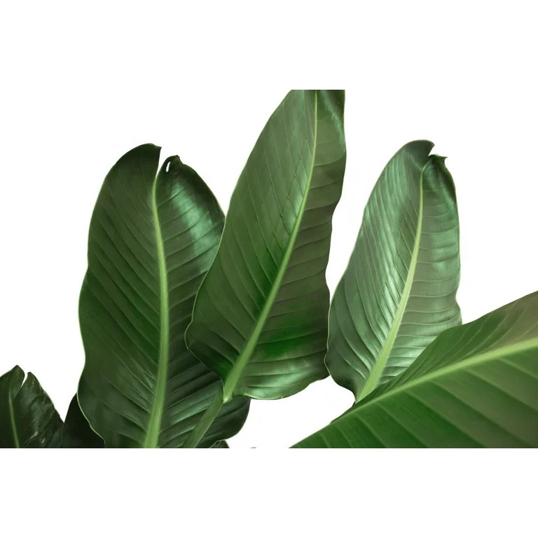 Costa Farms Live Indoor 36in. Tall White Bird of Paradise; Direct Sunlight Plant 10in. Grower Pot | Walmart (US)