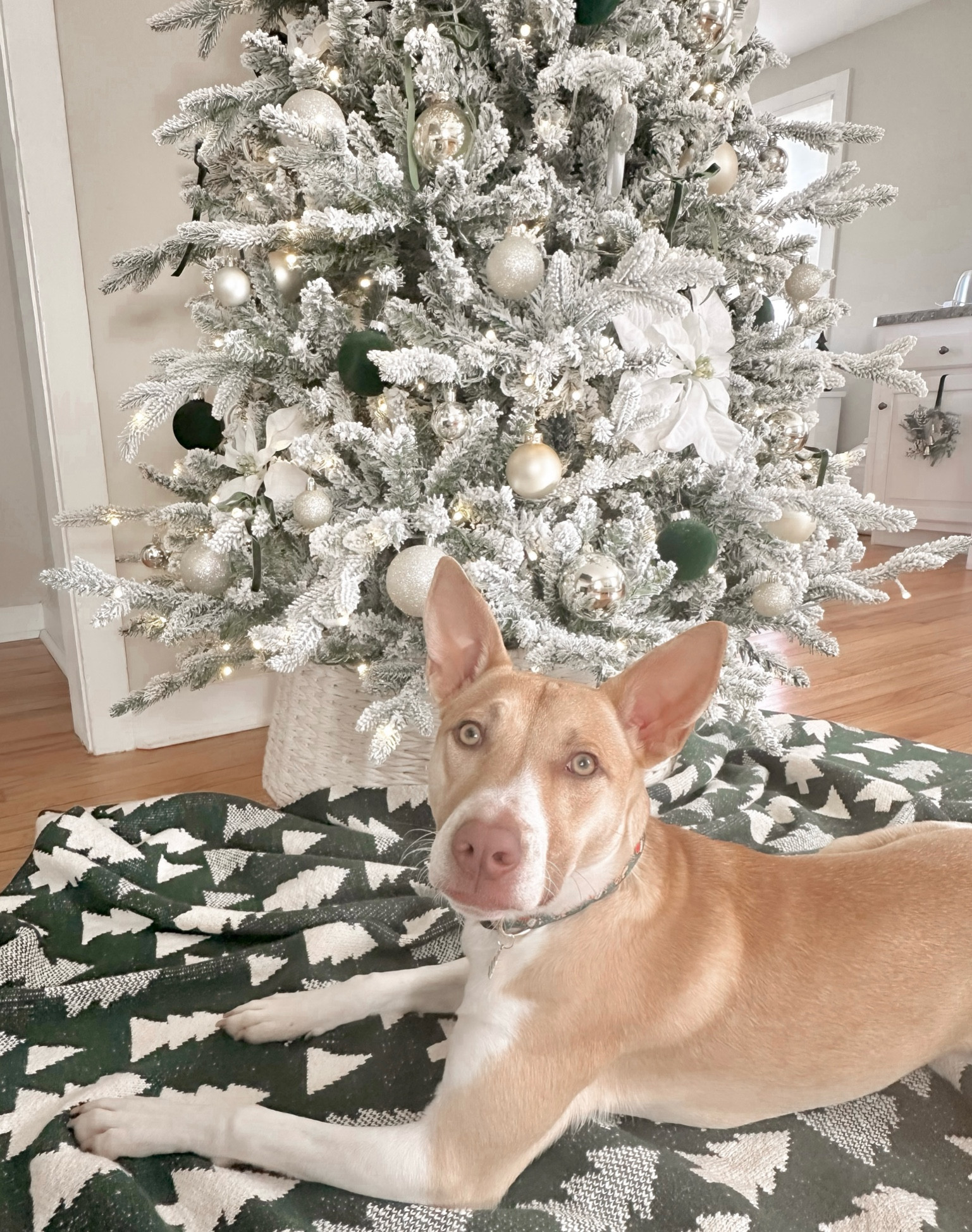 the best looking Christmas trees are so easy to put up and still on major sale for Black Friday 

#LTKHoliday #LTKHome #LTKSeasonal