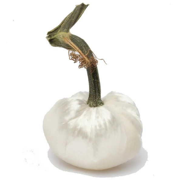 White Panne | Hot Skwash