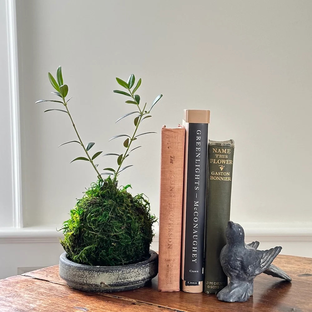 Olive Tree Kokedama | Bloomist | Bloomist, Inc