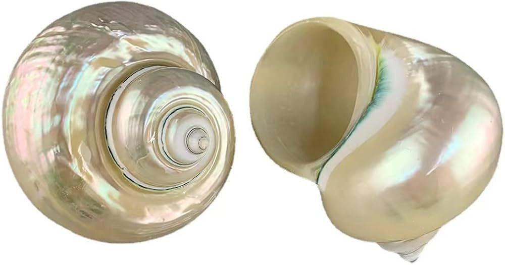 MMvolesy Natural White Fluorescent Conch. Can be Used as Hermit Crab Replacement Shells, Fish Tan... | Amazon (US)