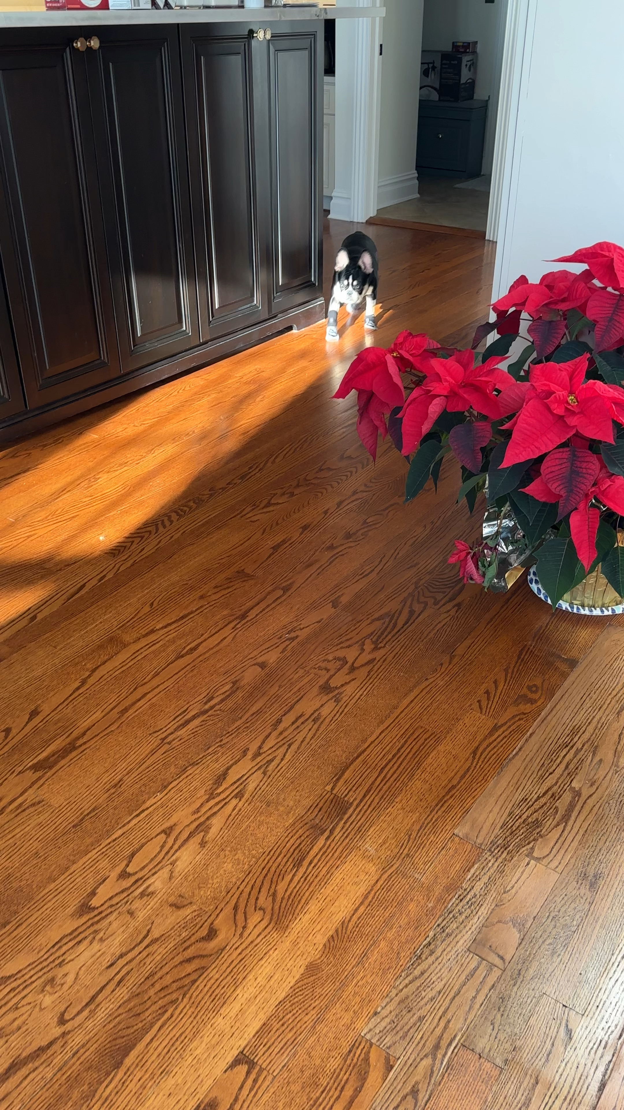 Grip socks for pets so they don’t slip on the floor 🐶 

#LTKhome #LTKfindsunder50 #LTKfamily