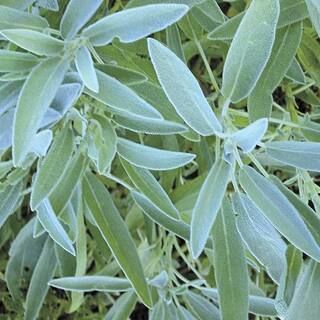Herb Sage (100 Seed Packet) | The Home Depot