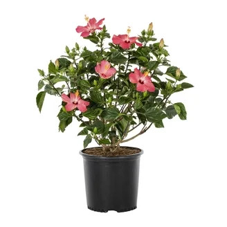 Heirloom Roses Eden\u00ae Climbing Plant 10' Pink Climbing Rose Live Plants in 1 Gallon Container | Walmart (US)
