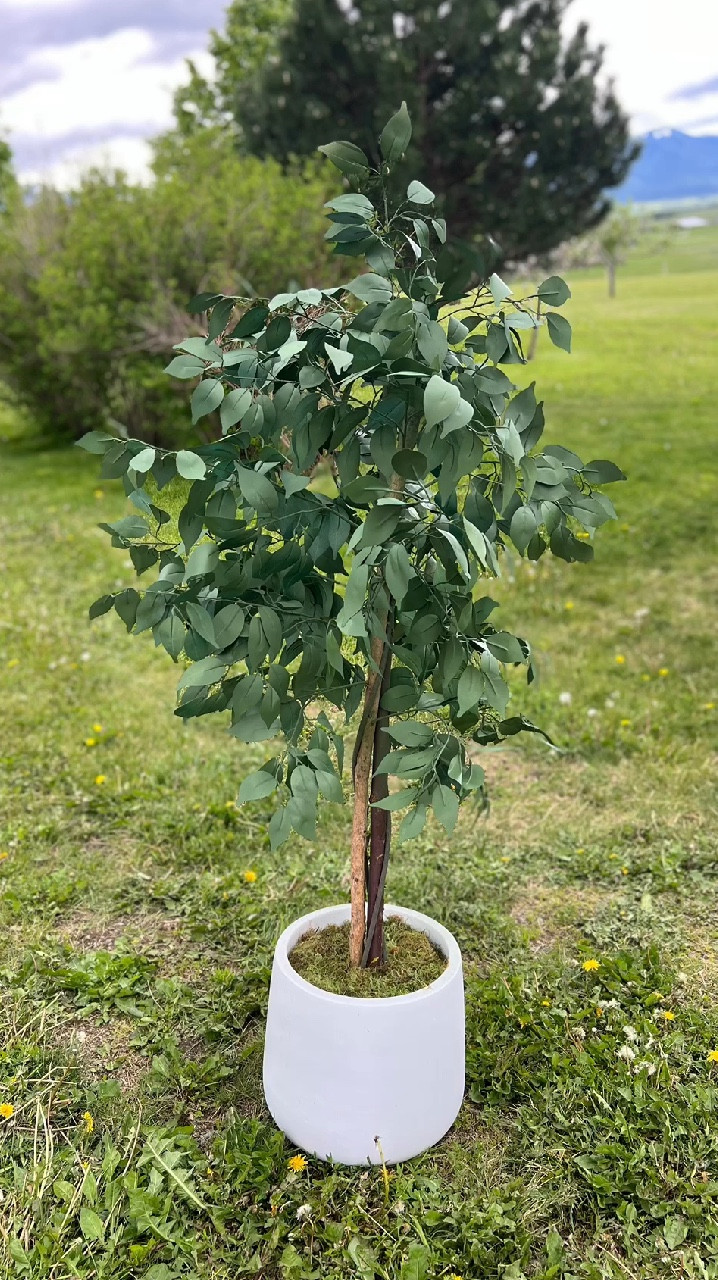 Check this out! My faux tree had faded over time to a weird fake looking blueish-green color. So instead of throwing it away, I found this fast drying paint called Seymour Grass and Shrub Renew Spray Paint. It’s actually intended to cover up brown spots on real grass and shrubs while still allowing the existing foliage to grow. But I thought I’d try to revitalize my faux tree and make it look more realistic again. Same concept right? 

The results are amazing! The green color is perfection! 🌳 

And if I wanted to use it for my foliage outside I can do that too! It’s not harmful to plants or grass. And it does not wash away with rain or irrigation. 🙌🏼

As of this post it’s on sale for $11.81! I know you’ll love it!

DIY 

#LTKHome #LTKSeasonal #LTKSaleAlert