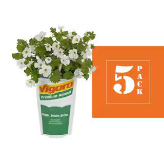 1.5-Pint Bacopa Water Hyssop Betty White Annual Plant (5-Pack) | The Home Depot