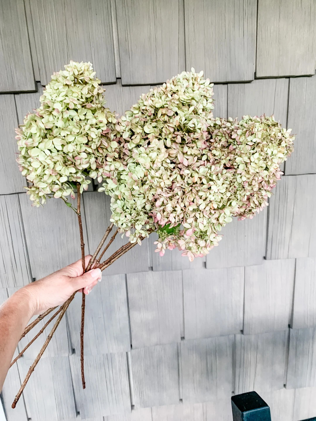 Dried Hydrangea Flower Preservation Preserved Hydrangea - Etsy | Etsy (US)