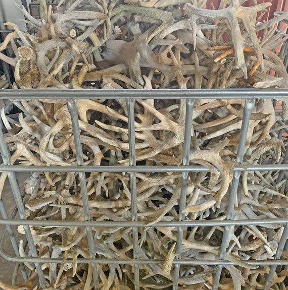 5 Lbs of Whitetail Deer Antler Sheds  Grade 3  Bulk Craft - Etsy | Etsy (US)
