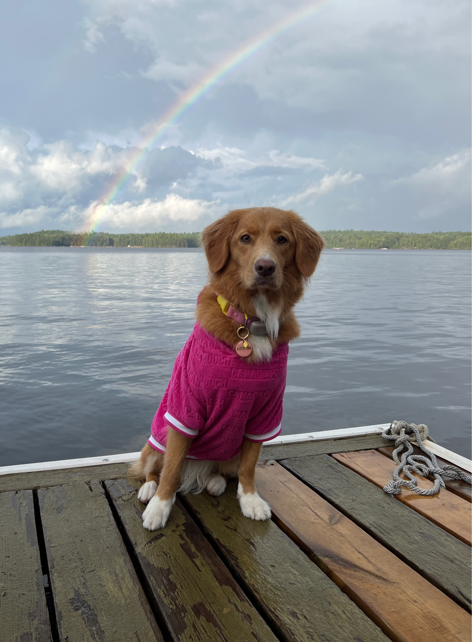 This Canada Pooch towel hoodie is a life saver for water dogs 

#LTKswim #LTKunder100