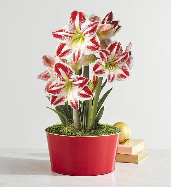 Candy Cane Amaryllis - Triple | Harry & David