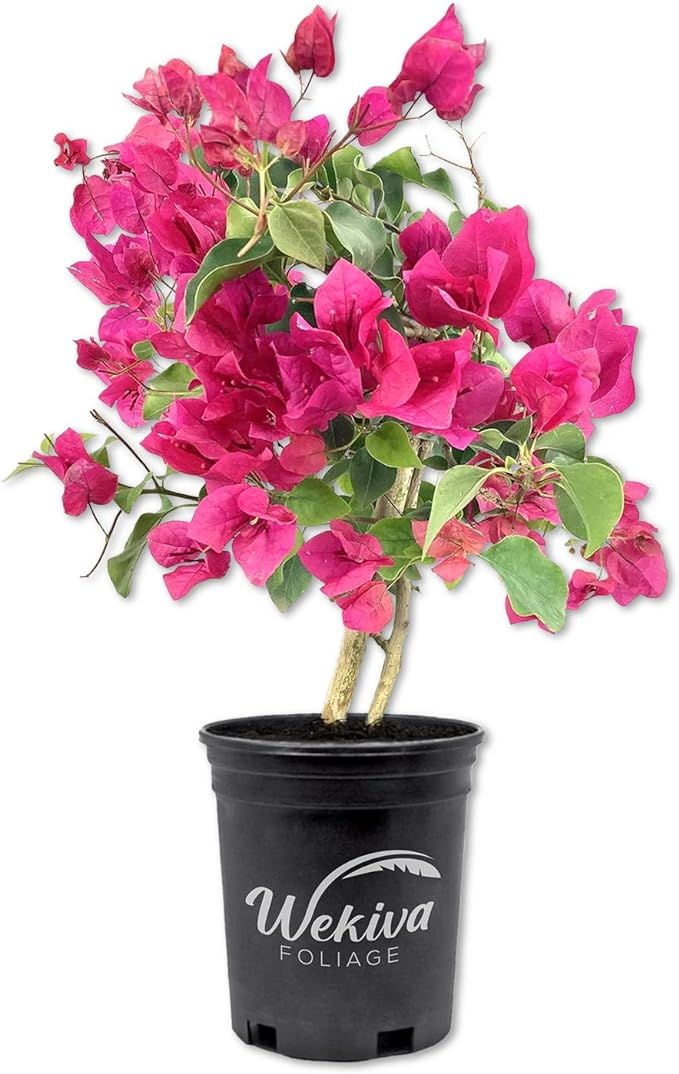 Bougainvillea - Live Plant in a 6 Inch Pot - Colors Chosen Based on Plants in Bloom - Beautiful F... | Amazon (US)