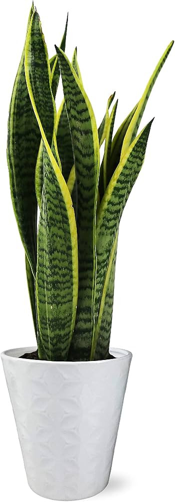 Plants & Blooms Shop PB207 Snake Sanseveria, 5", White Pot | Amazon (US)