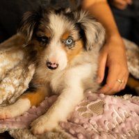 Personalized Ivory Leopard Ocelot Print Dog Blanket, Paw Dog Puppy Blanket | Etsy (US)