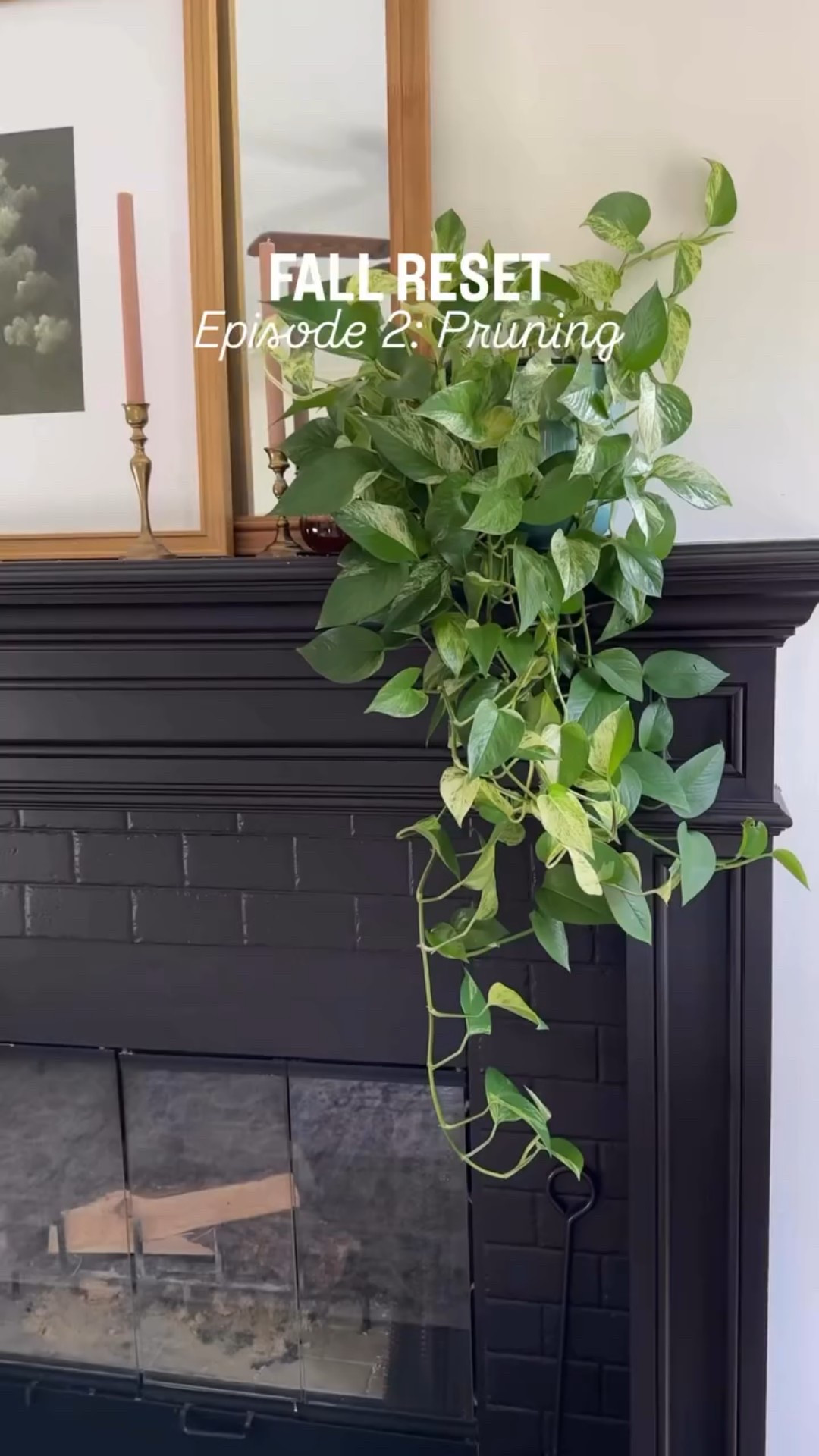 My plants grew like crazy this summer, which is amazing, but it’s time to prune them back a bit while they’re still growing. Pruning is very easy, only a few simple steps:

1. Clean your scissors with rubbing alcohol 
2. Find the nodes (this could be the hardest part if you are new to pruning)
3. Cut just below the node
4. Propagate and share!

#houseplants #houseplantclub #houseplantsofinstagram #houseplantlove #houseplantcommunity #houseplantclub #houseplantsmakemehappy #houseplantdiary #houseplantaddict #houseplantlover #houseplanthome #houseplantdesign #planter #plantfilledhome #plantdecorideas #plantlover #plantlife #plantmom #plantparenthood #plantsmakepeoplehappy #plantsmakemehappy #plantstyling