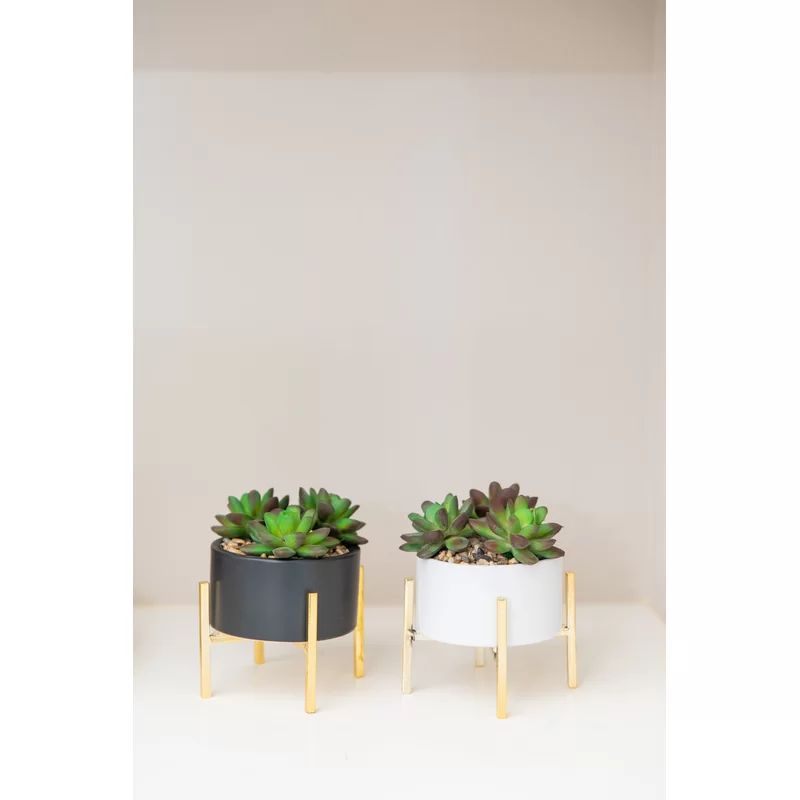 Mix Stand Desktop Succulent Plant in Pot | Wayfair North America