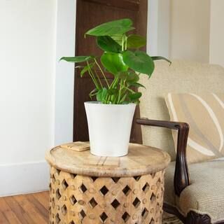 national PLANT NETWORK 6 In. Swiss Cheese Plant Monstera Plant in Grower Pot-HD7210 - The Home De... | The Home Depot