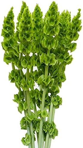 Bells of Ireland Seeds - Great Addition to Flower Borders - Approximately 150 Seeds | Amazon (US)