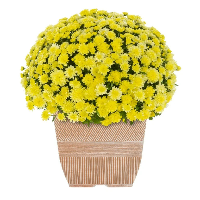 Expert Gardener 1Gal Yellow Garden Chrysanthemum Plant Decorative Square Pot Sun | Walmart (US)
