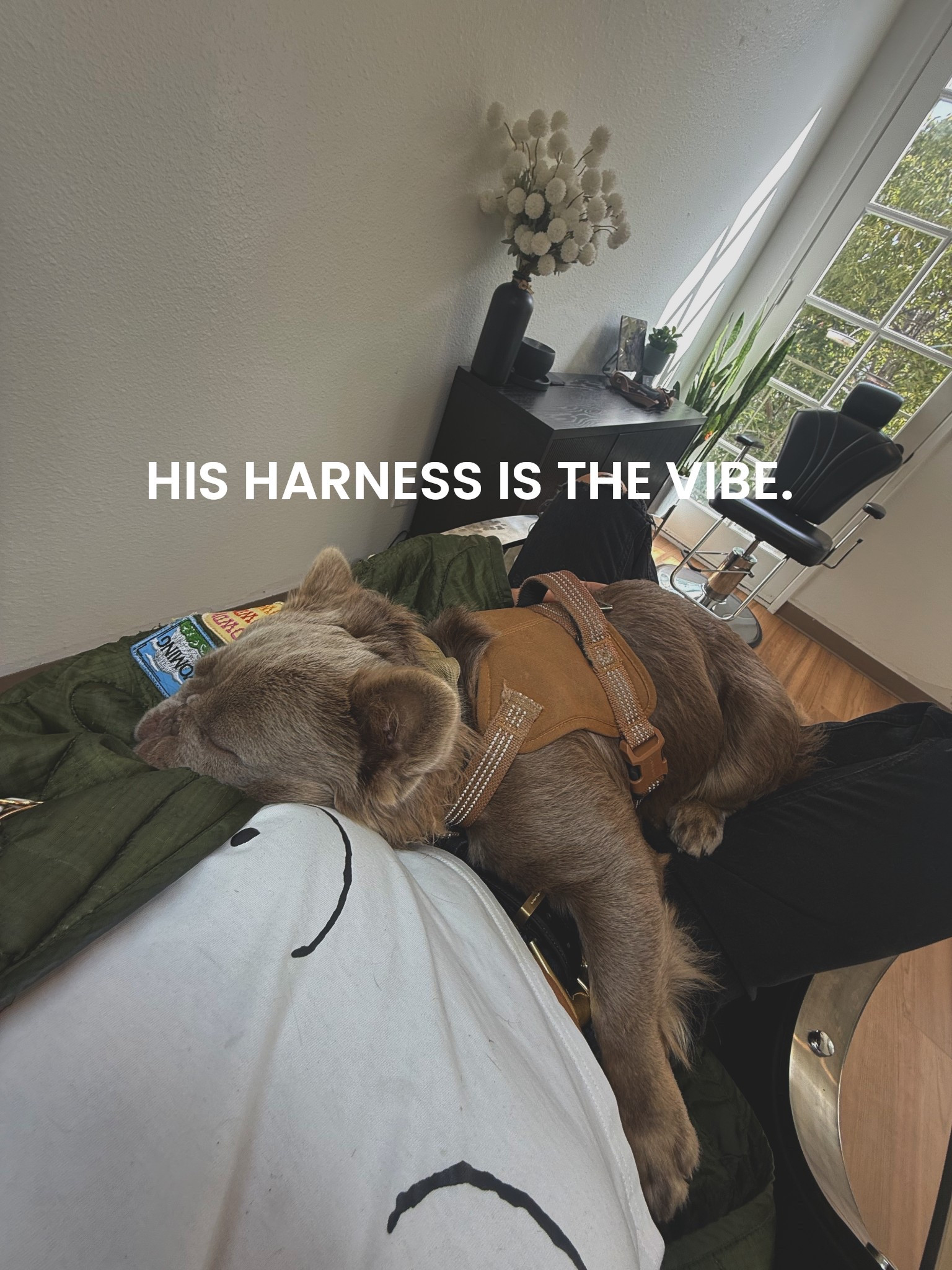 The harness you’ve all been asking about 🤎🤎🤎 #dog #digharness #petaccessories #frenchieclothes #frenchie 