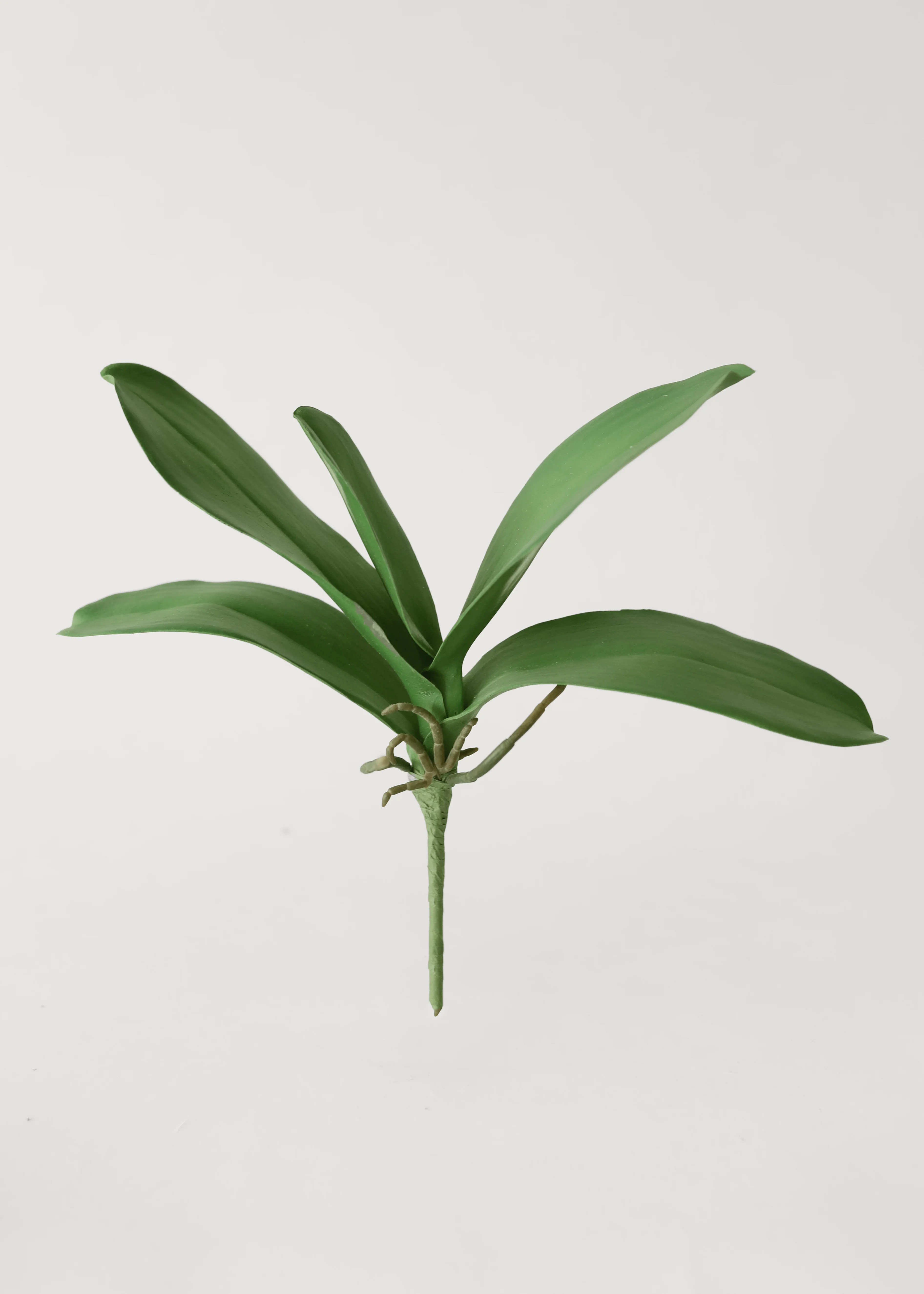 Faux Orchid Leaf Plant | Artificial Tropical Botanicals | Afloral | Afloral