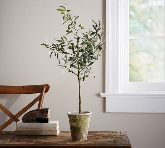 Small Potted Olive Tree | Pottery Barn (US)