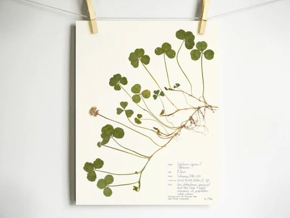 Double Four Leaf Clover Print Pressed Clover Herbarium Print | Etsy | Etsy (US)