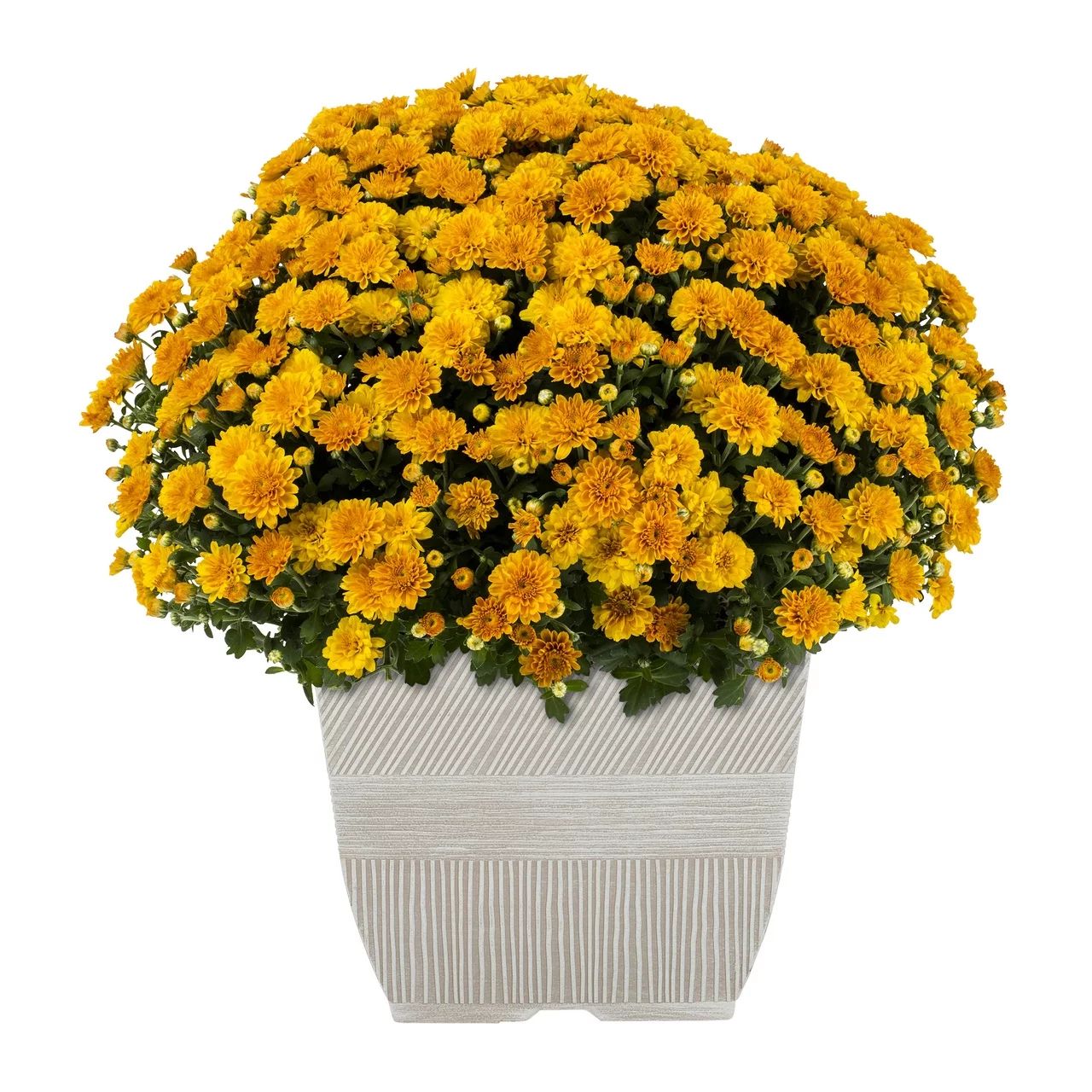 Better Homes & Gardens 1G Orange Mum (1-Pack) Full Sun Live Plant with Square Decorative Planter | Walmart (US)
