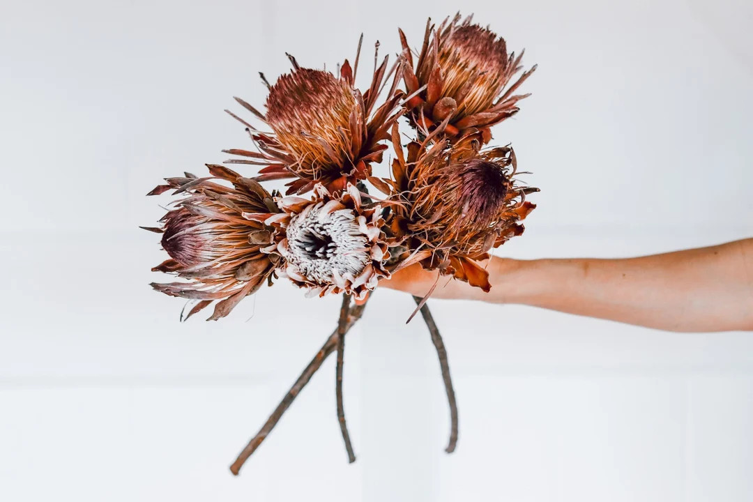 DISCOUNTED Dried Protea Imperfect Natural Queen Protea - Etsy | Etsy (US)