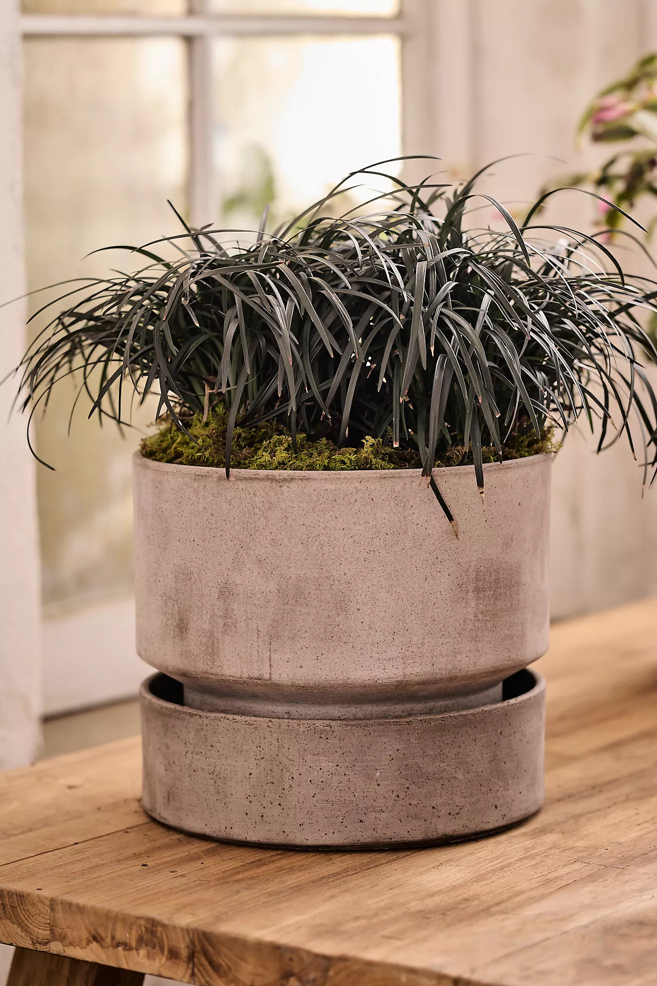 Bergs Hoff Terracotta Pot | Anthropologie (US)