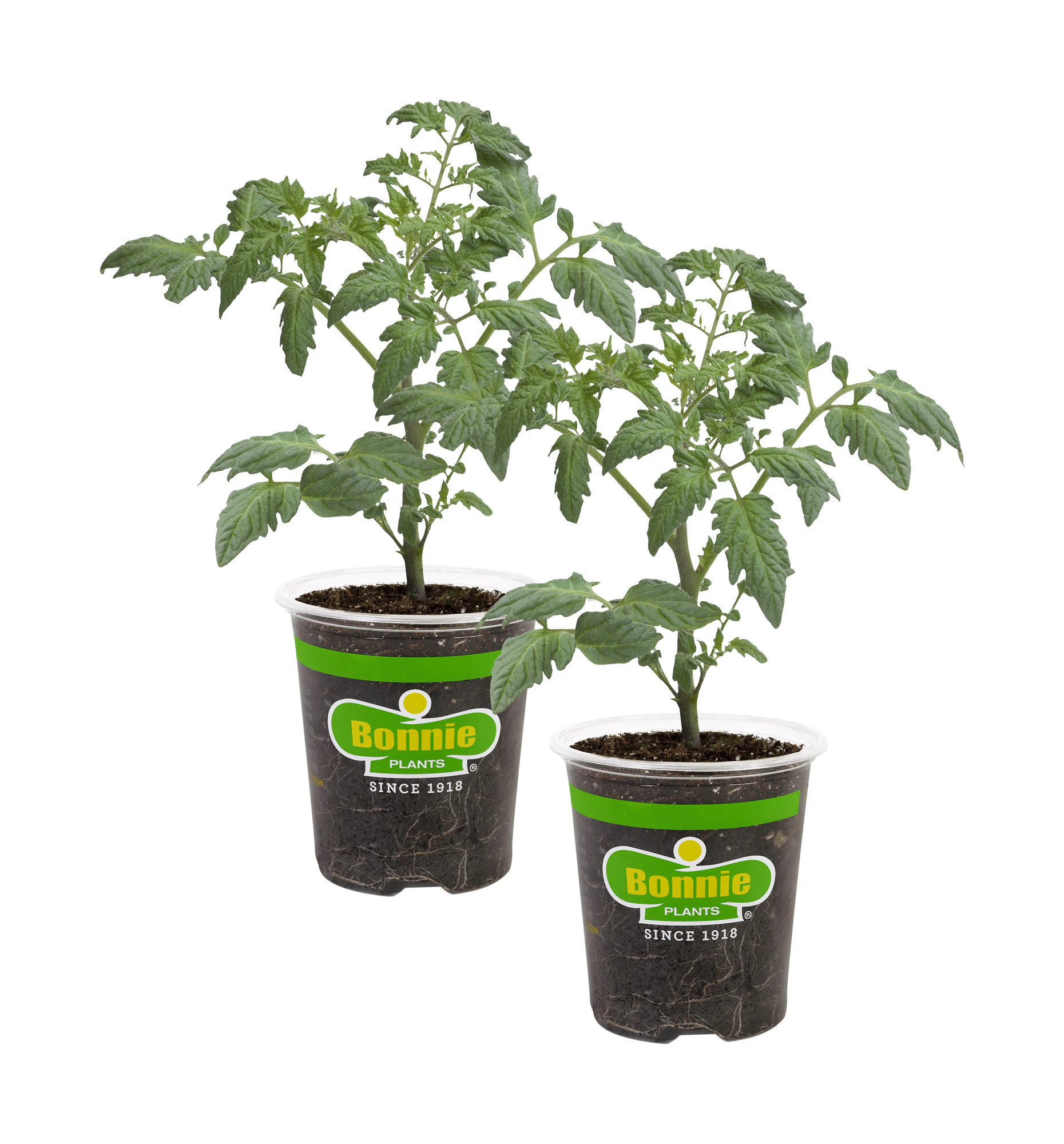 Bonnie Plants 2 -Pack Patio Tomato Plant in Pot one_size | 205714 | Lowe's