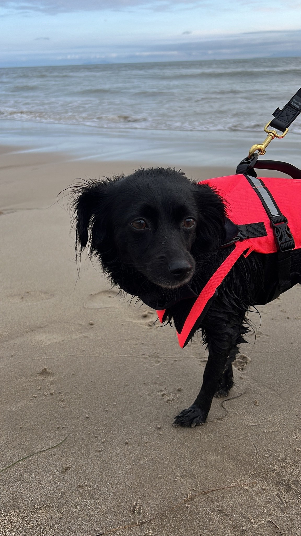 Our favorite doggy life vest! #doglifevest #dogfinds #dogmom