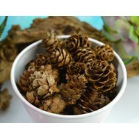 Miniature Pine Cones ~ 1"" To 1.5"" Pinecones Terrarium Accessory Larger Than My Other Mini Pine Cones in Shop Small | Etsy (US)