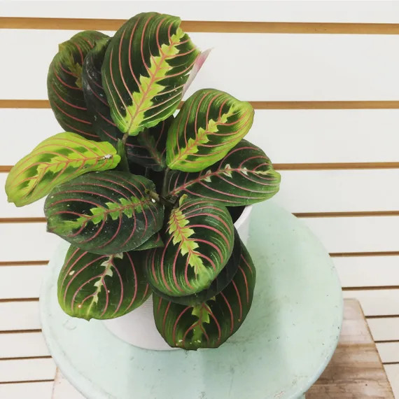 Maranta Red Prayer Plant 4" | Etsy (US)