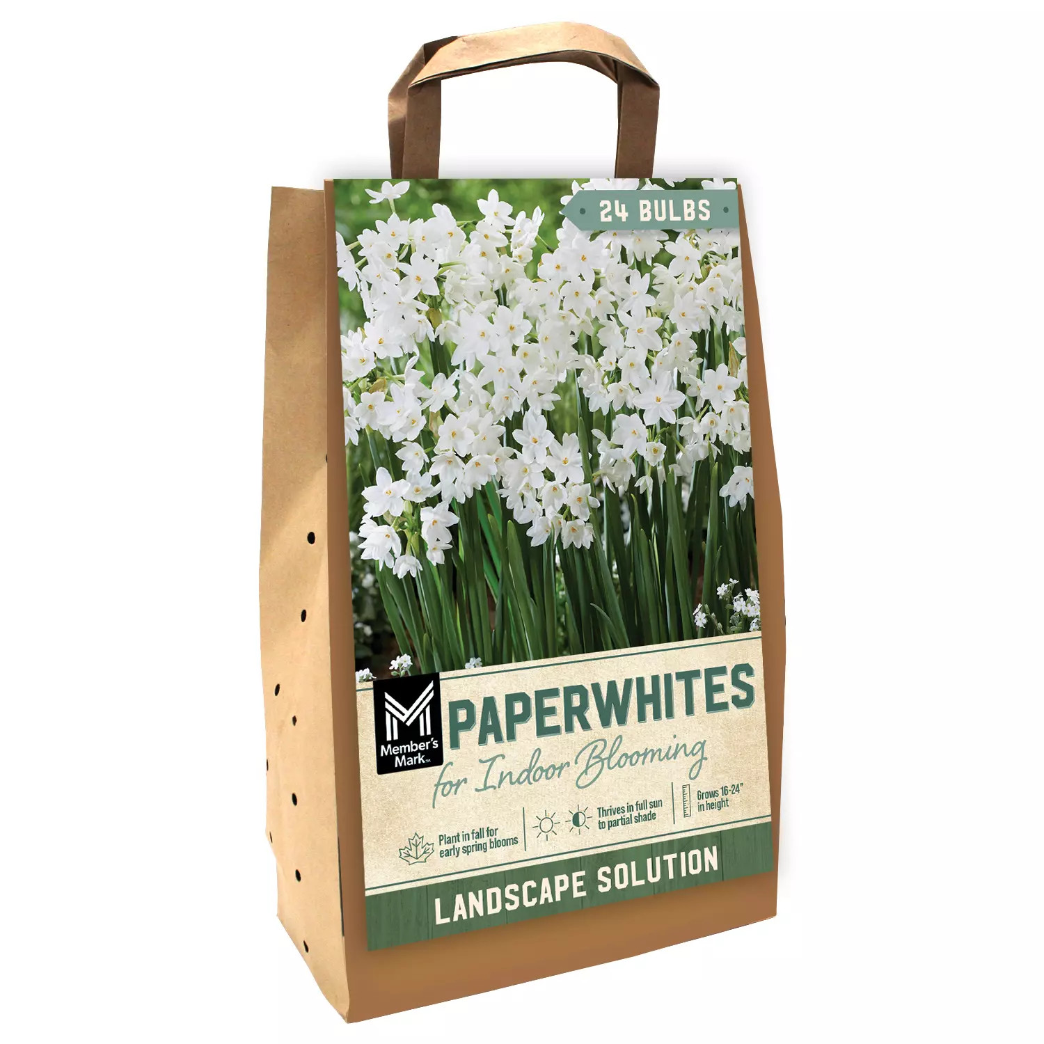 Member's Mark Paperwhite for Indoor Blooming Dormant Bulbs, 24pk | Sam's Club
