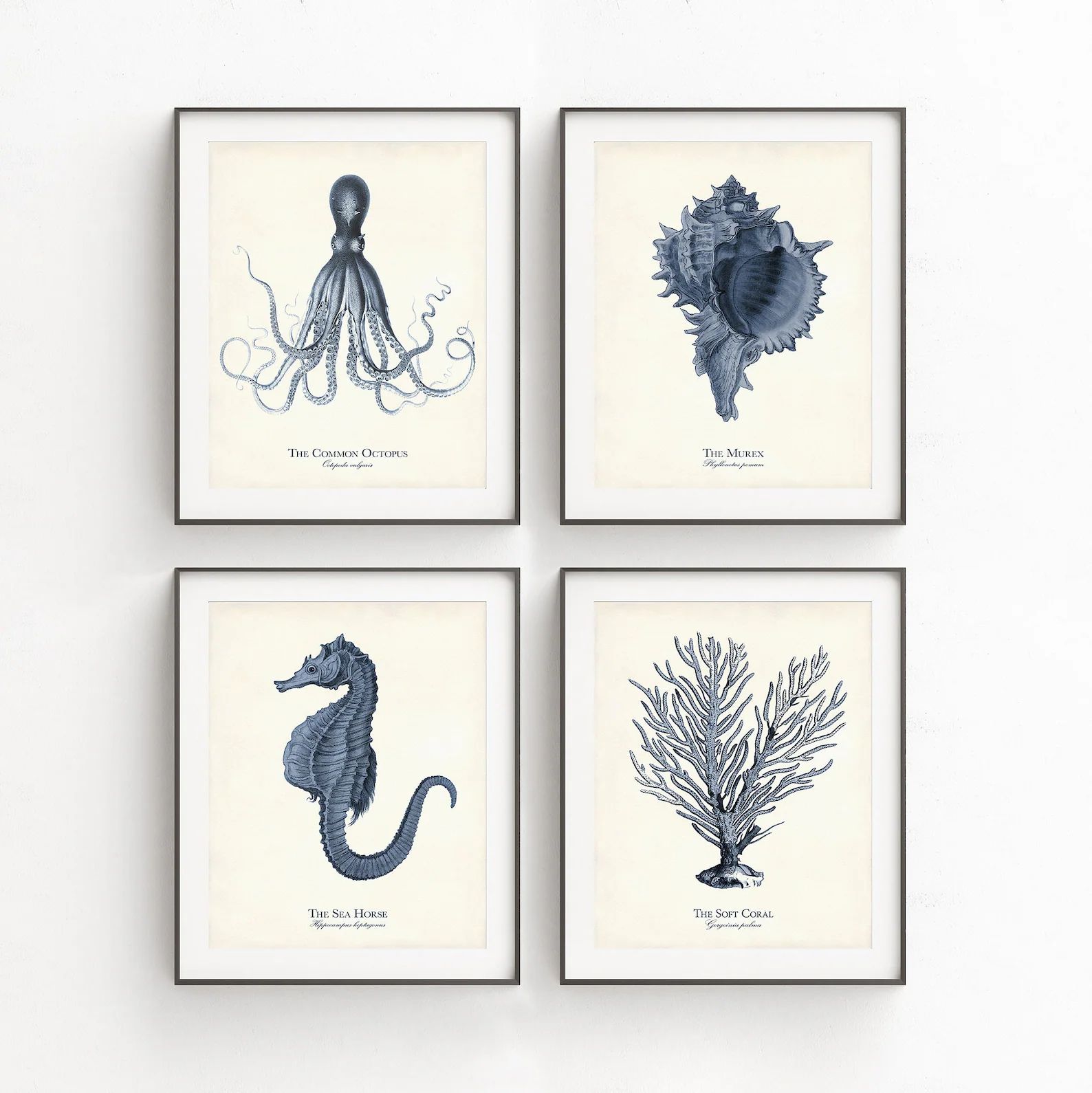 Sea Life Illustrations in Navy Blue, Nautical Art, Octopus, Seahorse, Murex, Coral, Coastal Farmh... | Etsy (US)