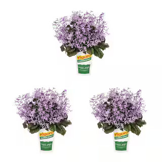 2 qt. Purple Plectranthus Mona Lavender Annual Plant (3-Pack) | The Home Depot