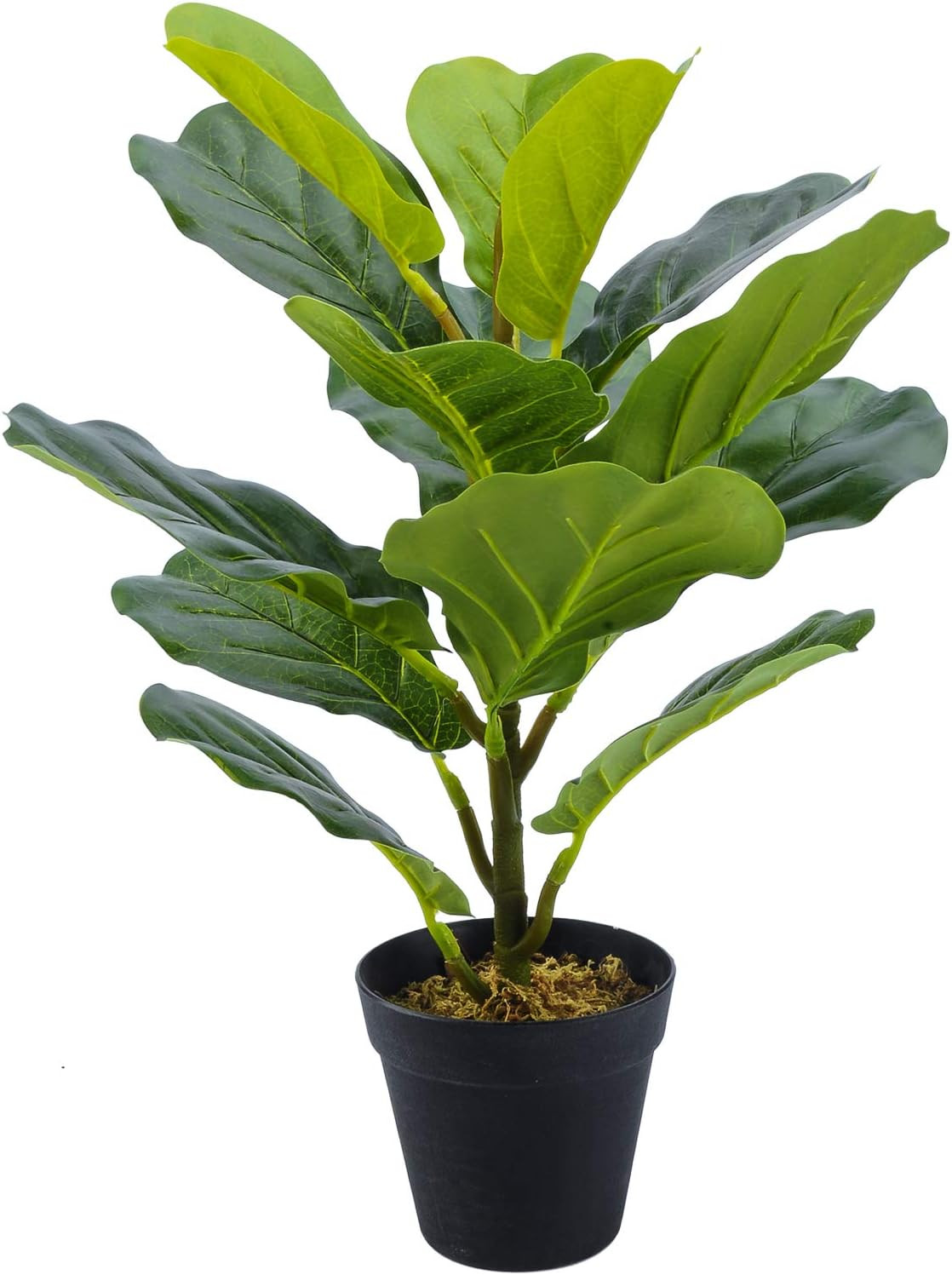 Brand: Toopify | Amazon (US)