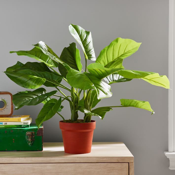 Faux Potted Philodendron Plant | Pottery Barn Teen